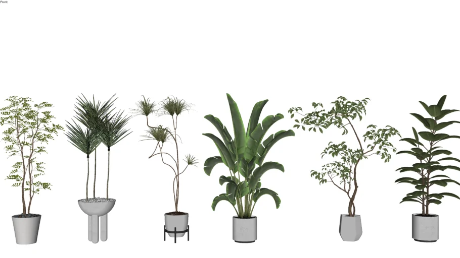 Interior Plant 