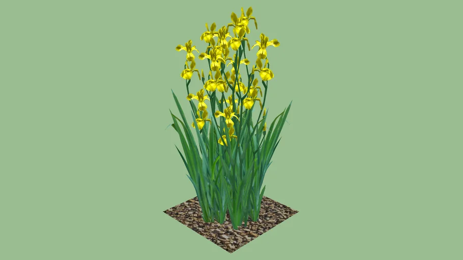 Iris geel