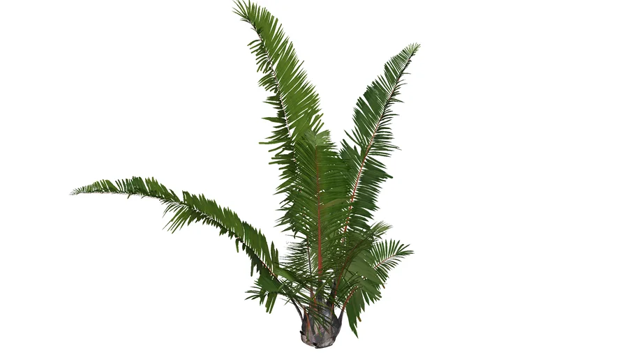 CÂY DƯƠNG XỈ 2
