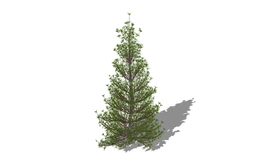 3D Landscape Tree - Japanese Umbrella Pine- Sciadopitys verticillata