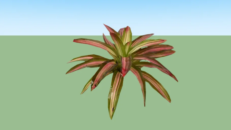 Bromelia Merah
