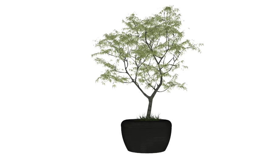 Plant