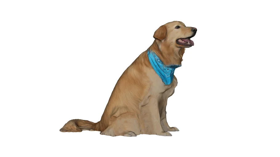 Golden Retriever sentado