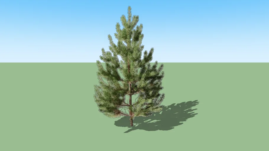 Pinus