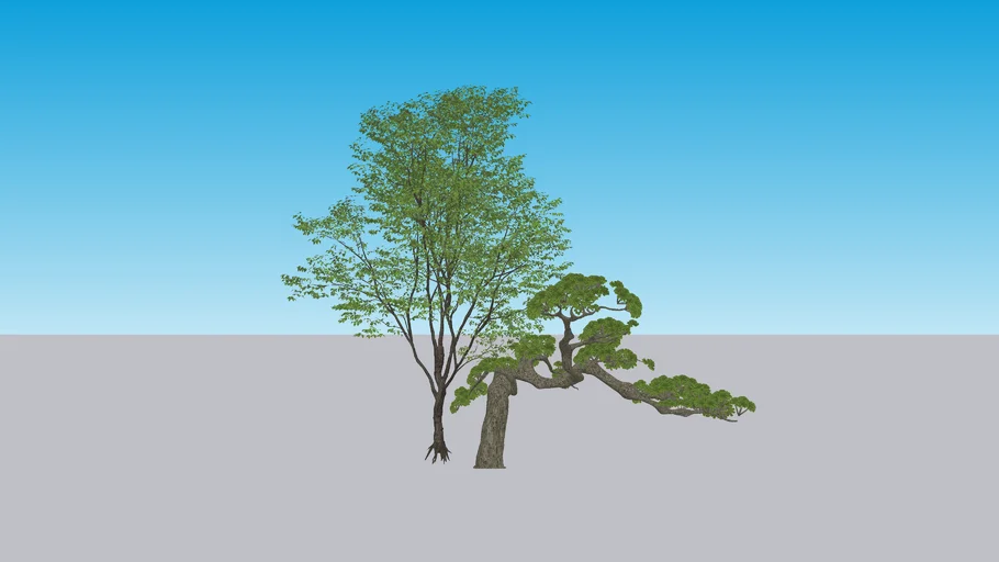 bonsai and tree 3D