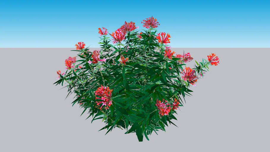 Estrellita Little Star™ Bouvardia x