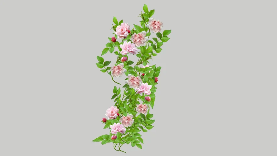 Rosa (rose) Albertine 3D Climbing plant