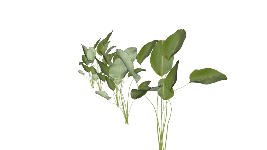 Calathea lutea - Calatéia charuto