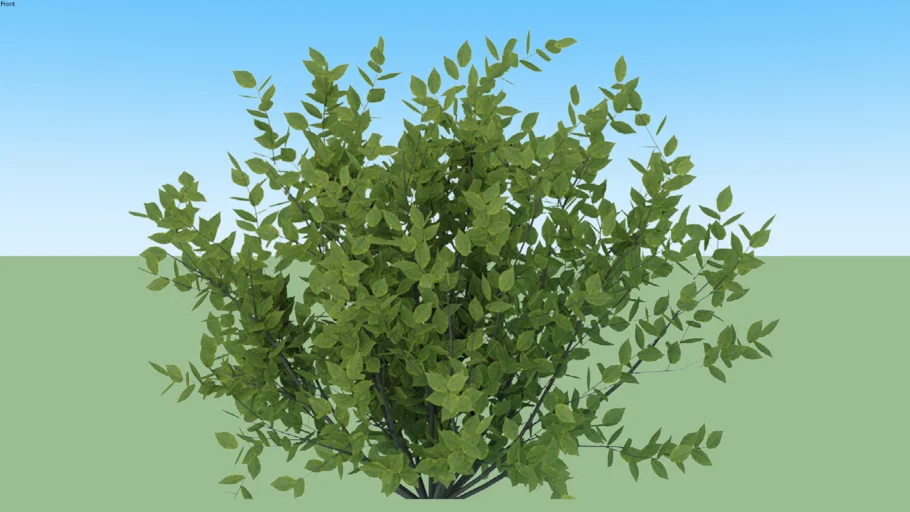 bush plant