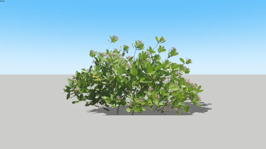 bush