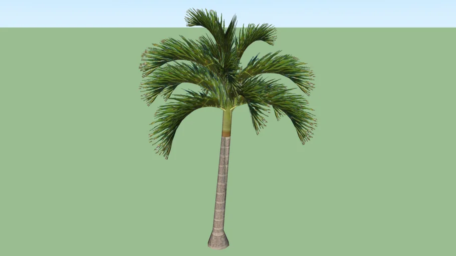 Palmeira _01