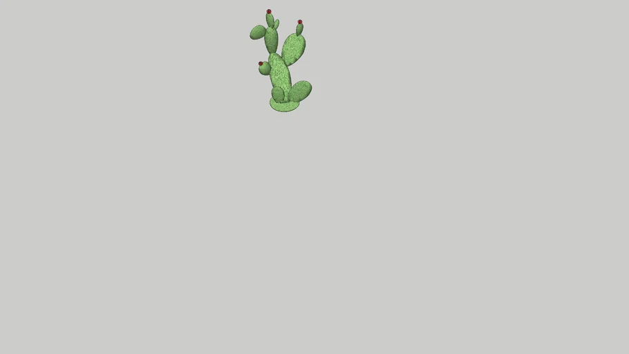 CACTUS 