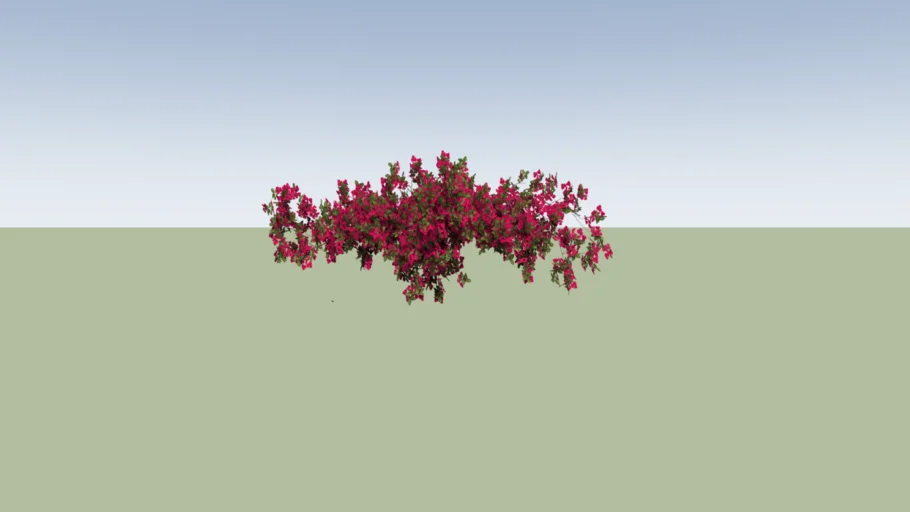 Bougainvillea