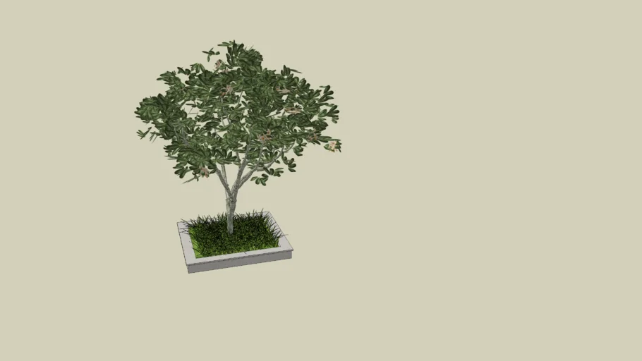 tree for garden