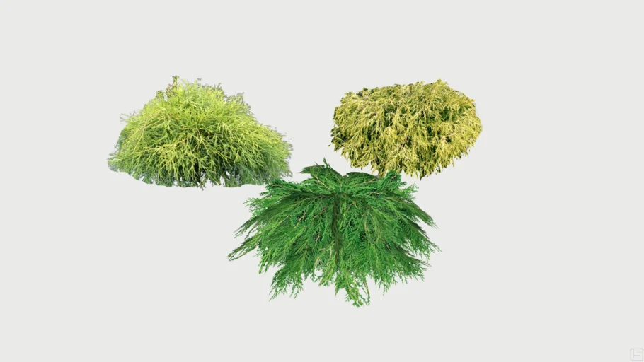 Cypress Sungold Shrubs