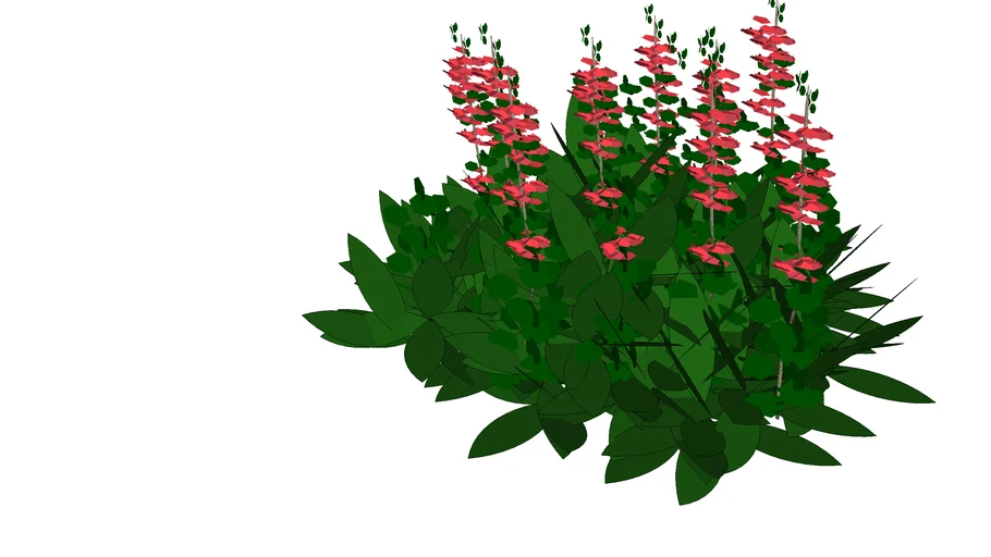 salvia splendens