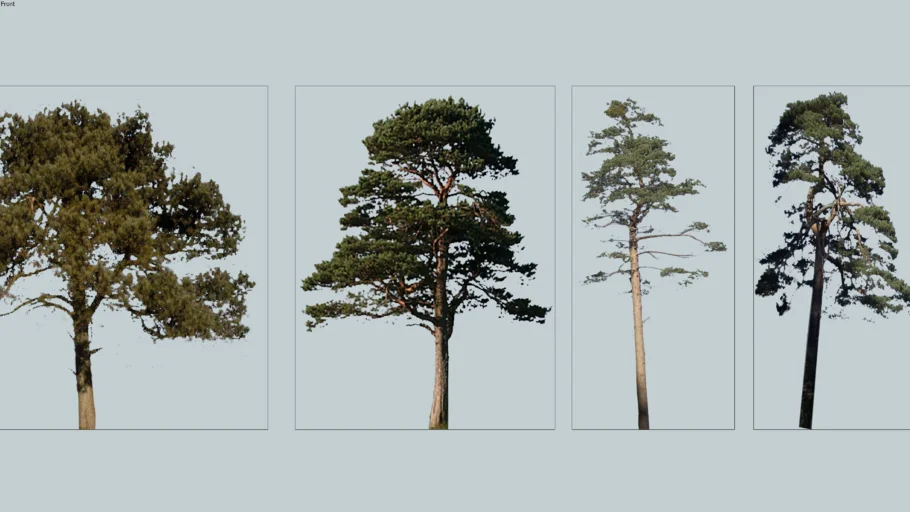 2D Pine trees (pinus sylvestris) part 2