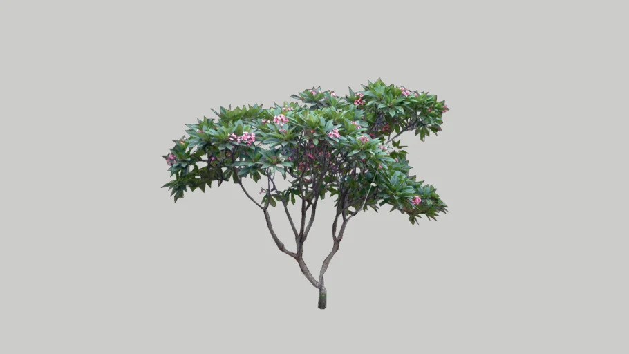 Plumeria Pink Tree