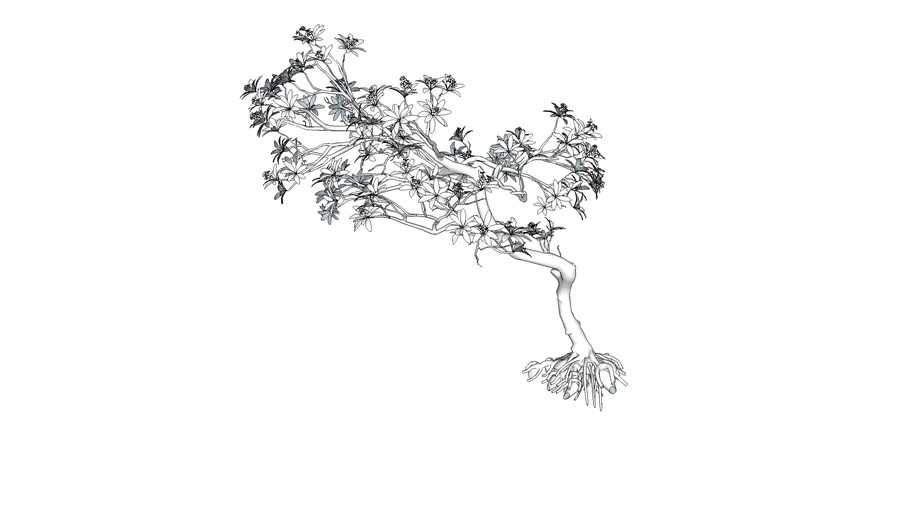 cây sứ