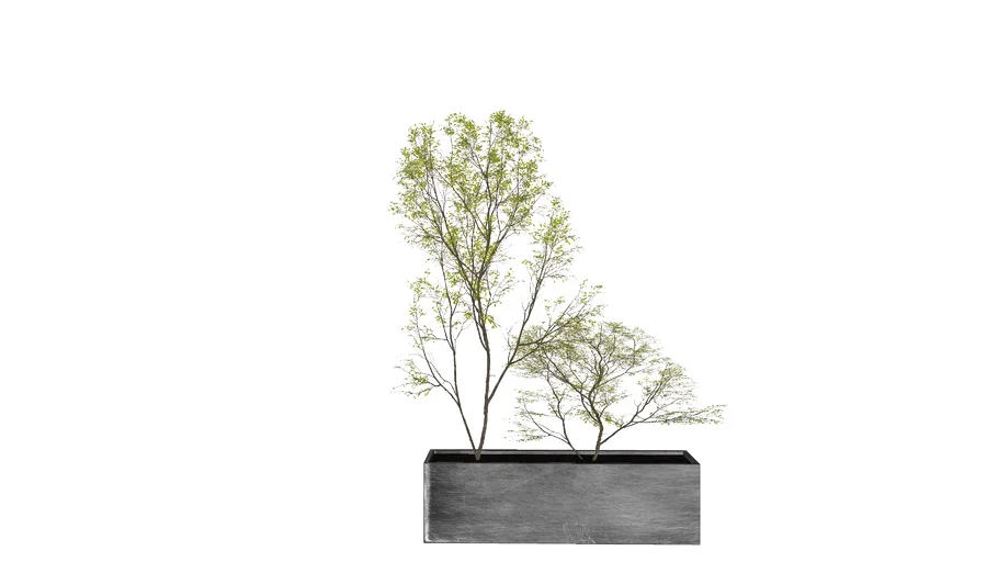 Chậu Cây