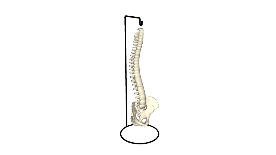 DECORAÇÃO COLUNA VERTEBRAL