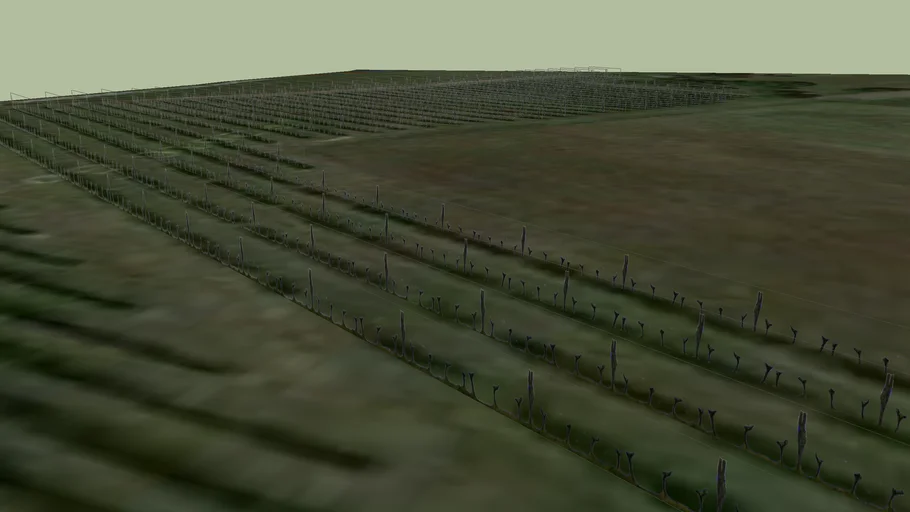 Les vignes 1 du Domaine de La Vigerie