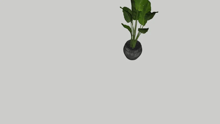 Indoor plant