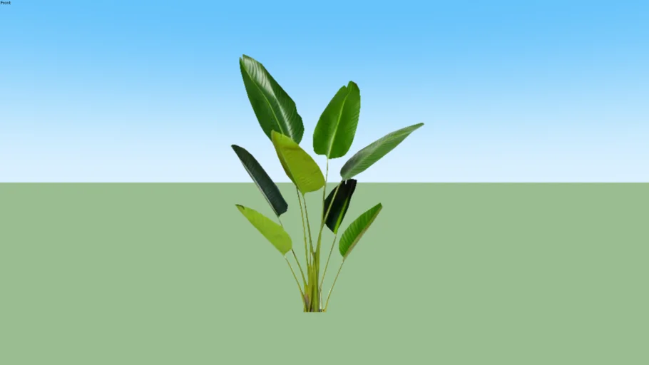 Calathea Lutea