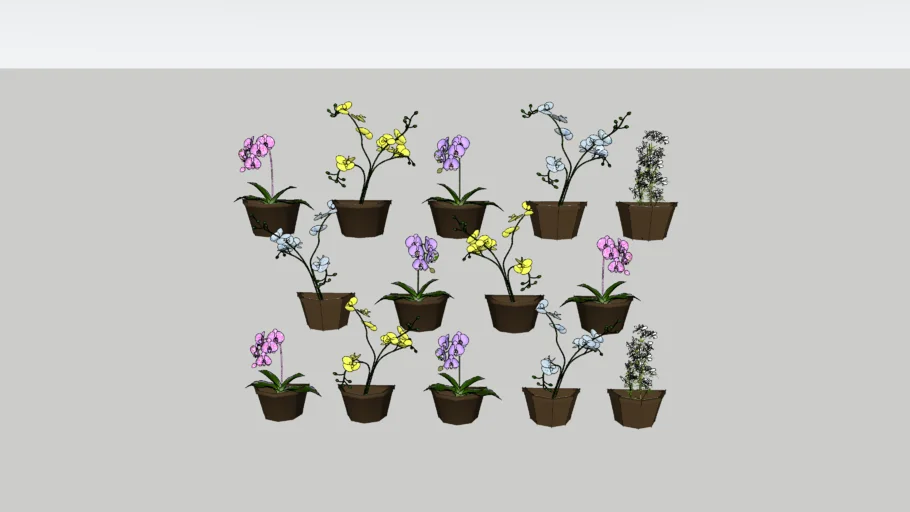 Orquídeas