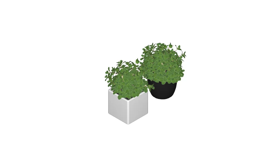 Vaso com Planta