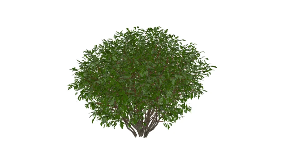 3D Landscape Plant - Euonymus Summer
