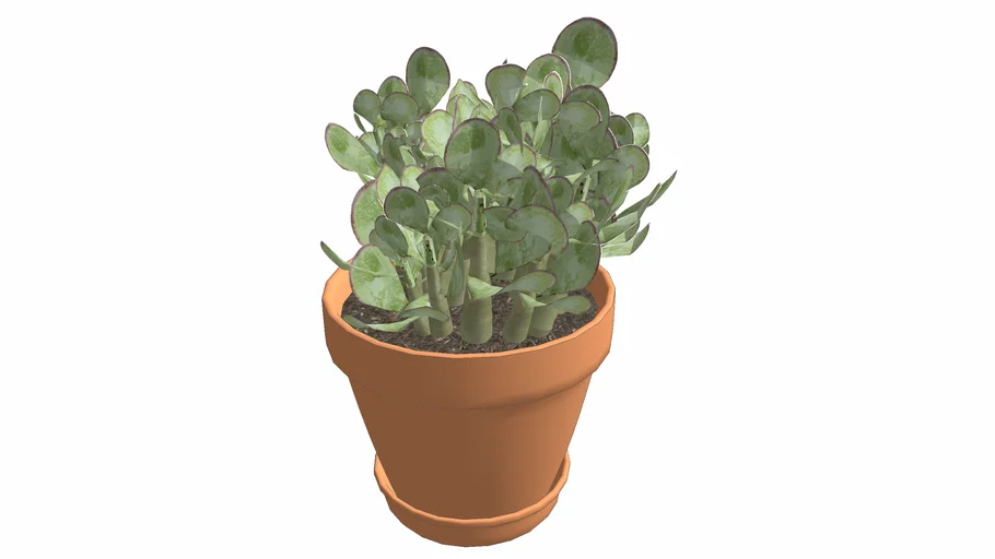 Crassula Ovata 'Blue Bird' - Jade Plant