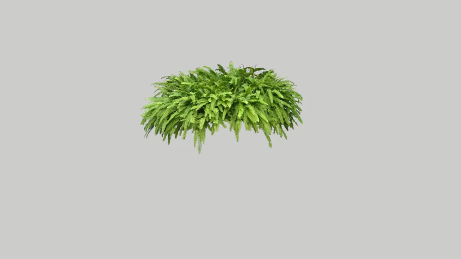 Nephrolepis exaltata