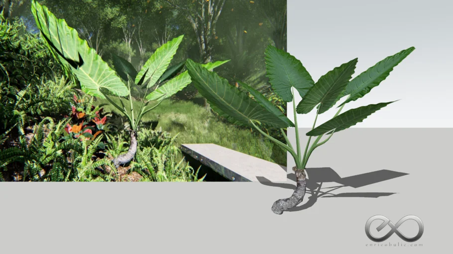Alocasia Macrorrhiza "Giant Elephant Ears"