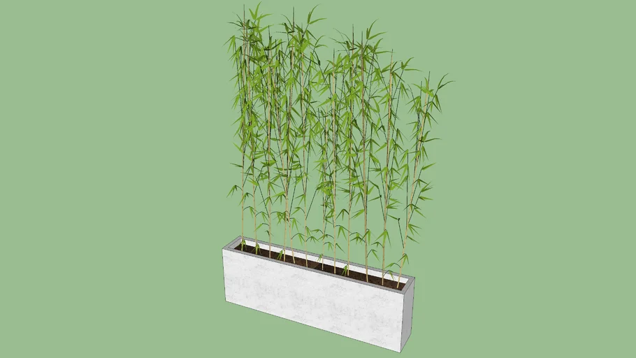 Planta de Bambú