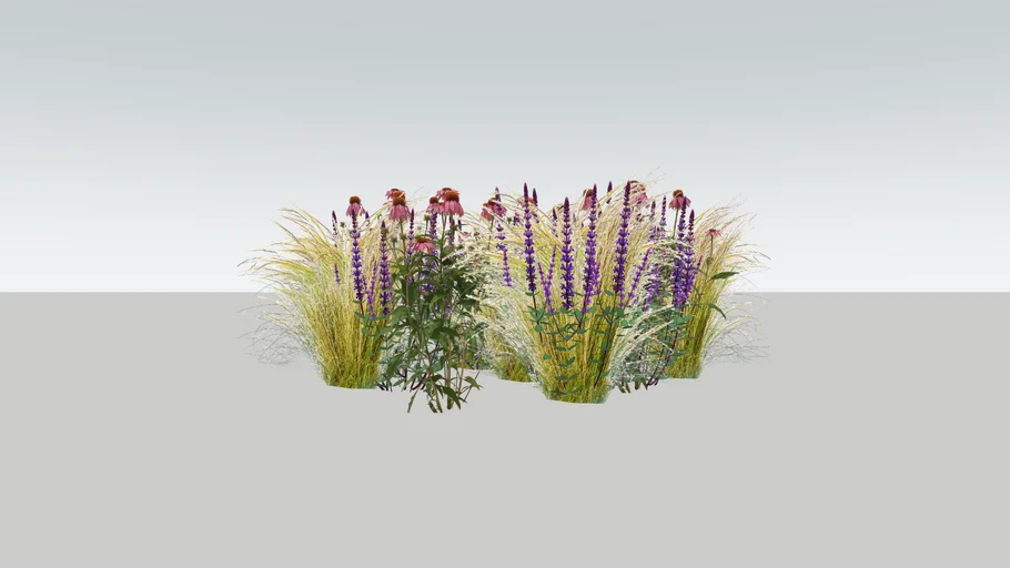 Echinacea, Salvia and Stipa
