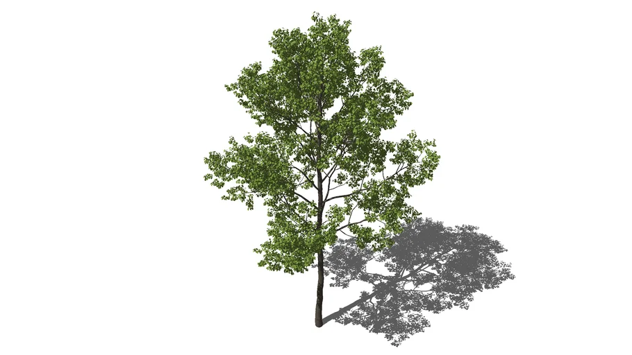 Tree high poly
