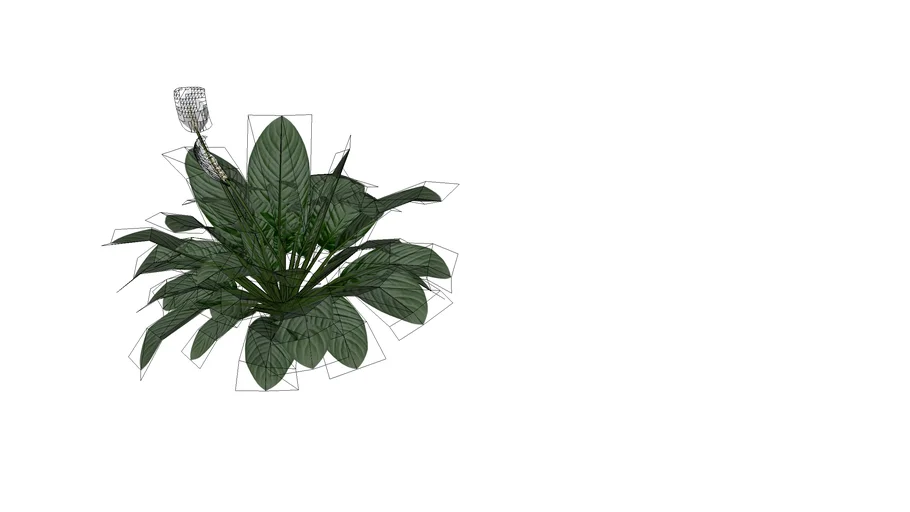 Spathiphyllum gokyo