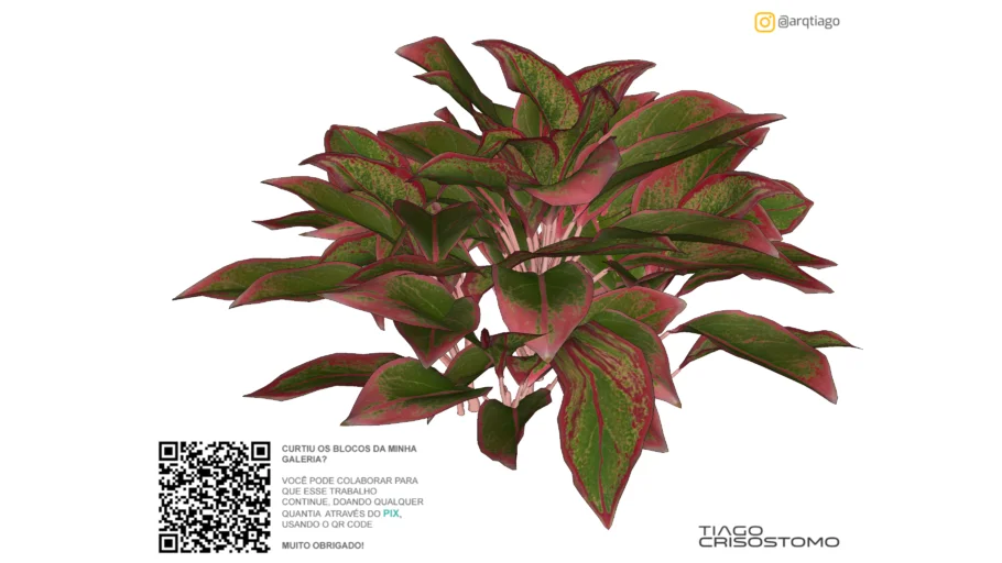Aglaonema crete