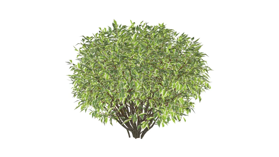 3D Landscape Plant- Cornus alba 'Elegantissima' Variegated Red twig Dogwood Bush