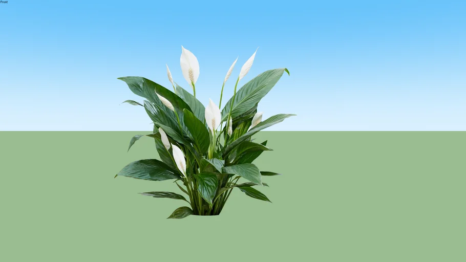 Spathiphyllum - Lili Perdamaian