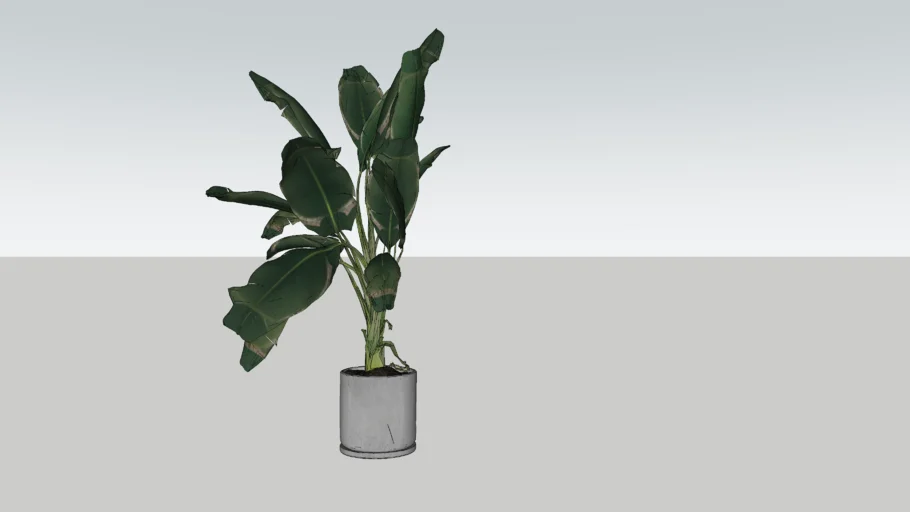 plant