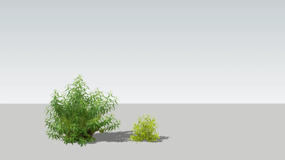 Aloysia citrodora - Verveine citronnelle