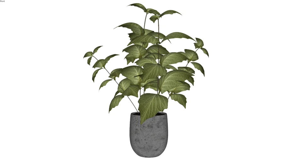 Planta no Vaso 