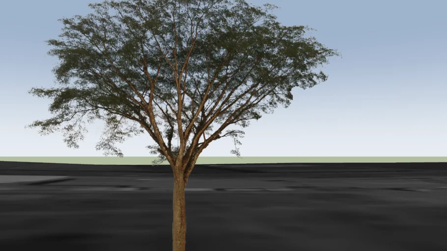Arbol