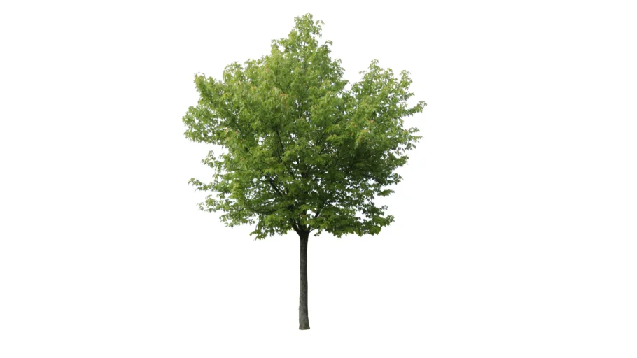 Acer 2d-Arbre-Tree