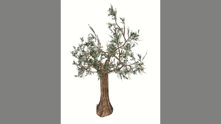 Olive Tree