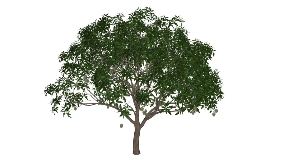 Mangifera_indica