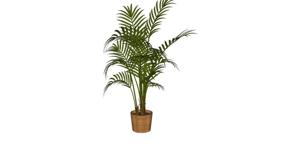 Plante