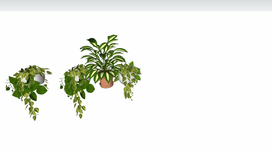 Pot Plants Group _ Tropical